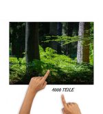 Puzzle Farn im Wald – Bild 2