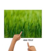 Puzzle Gerste im Detail – Bild 2