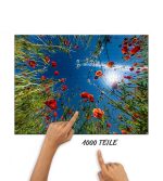Puzzle im Mohnfeld – Bild 2